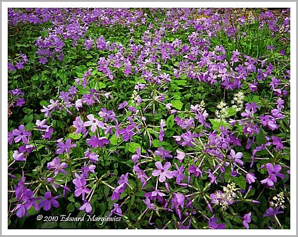 450662  Wild geraniums a horrizontal view